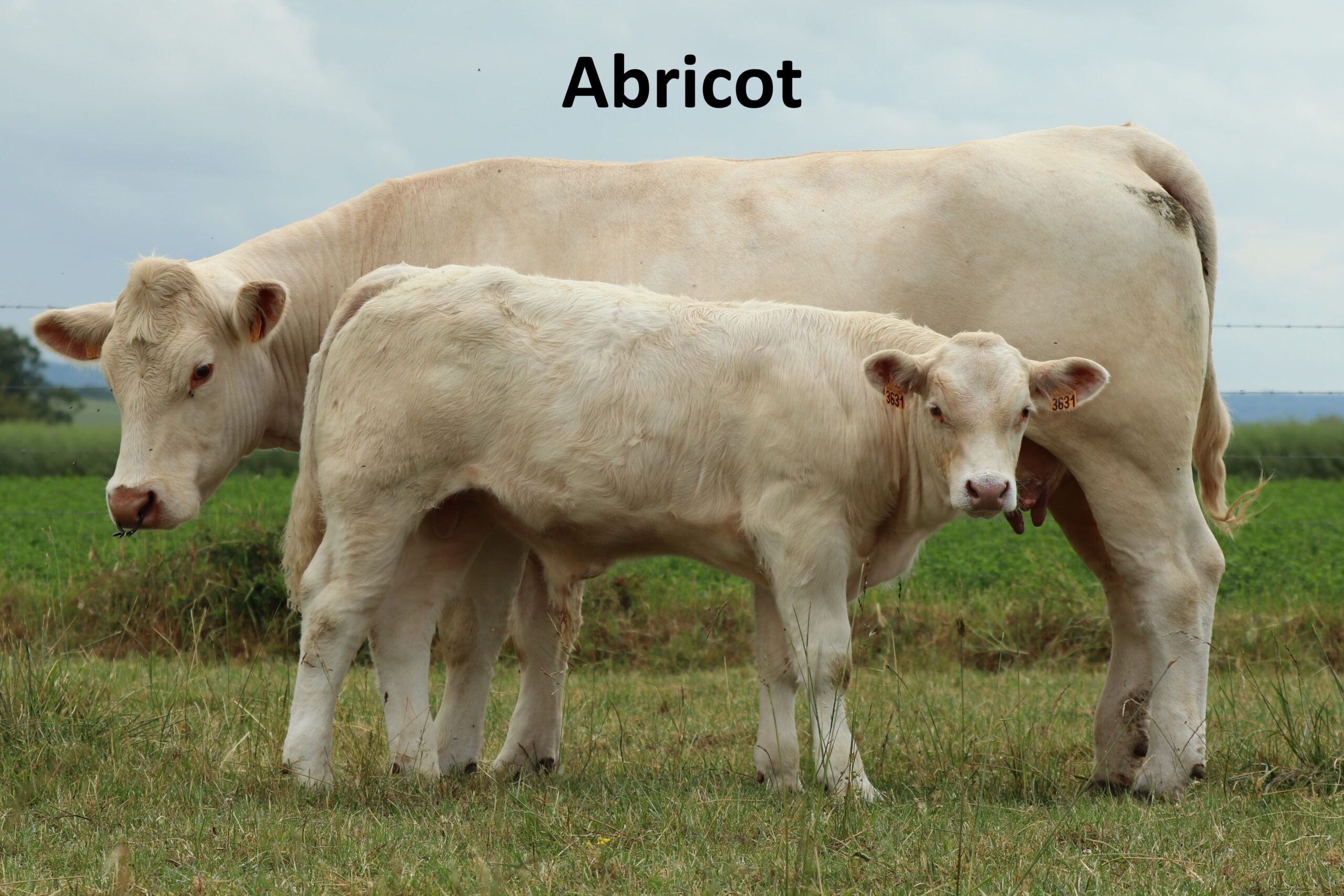 ABRICOT