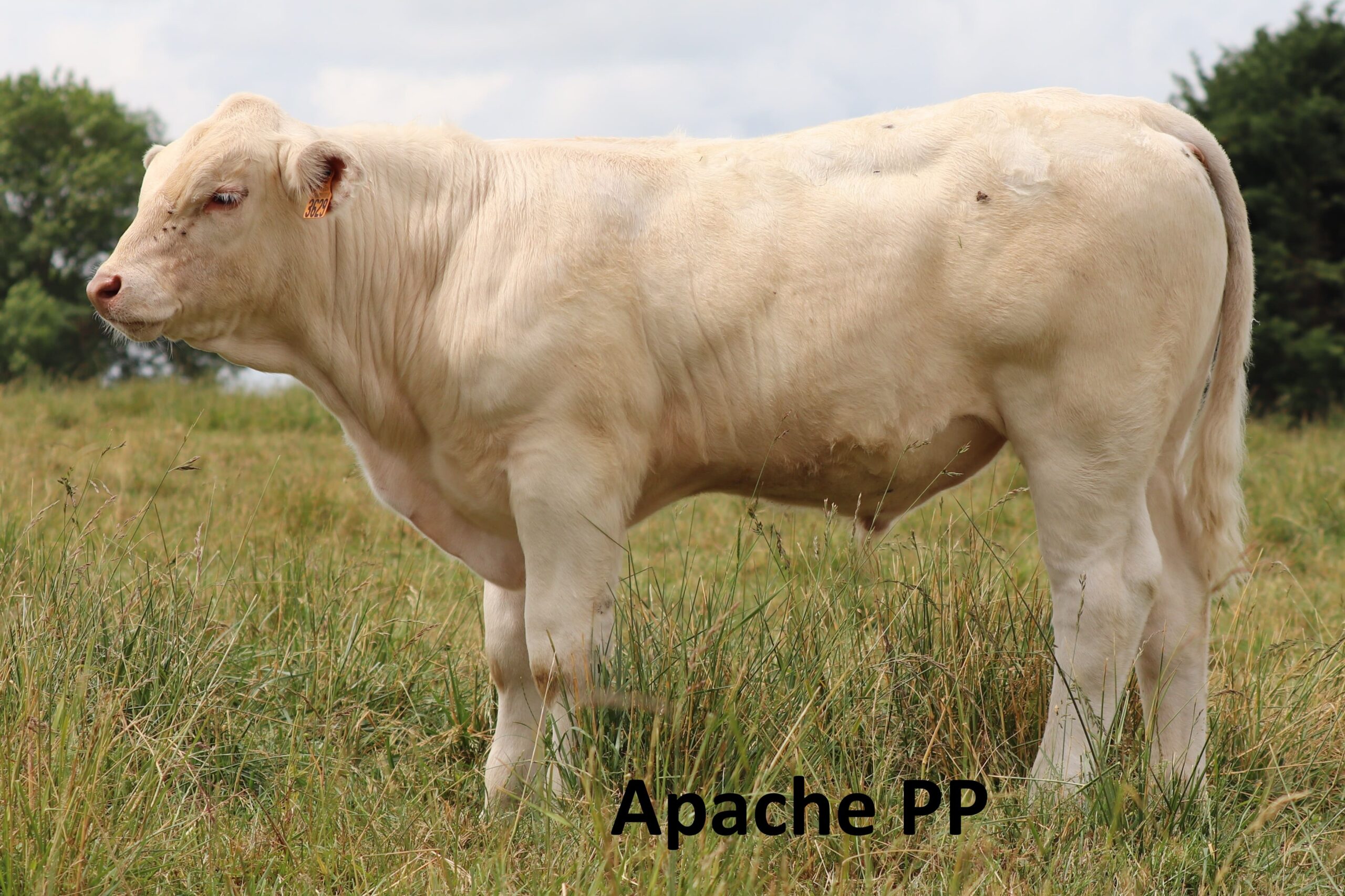 APACHE PP
