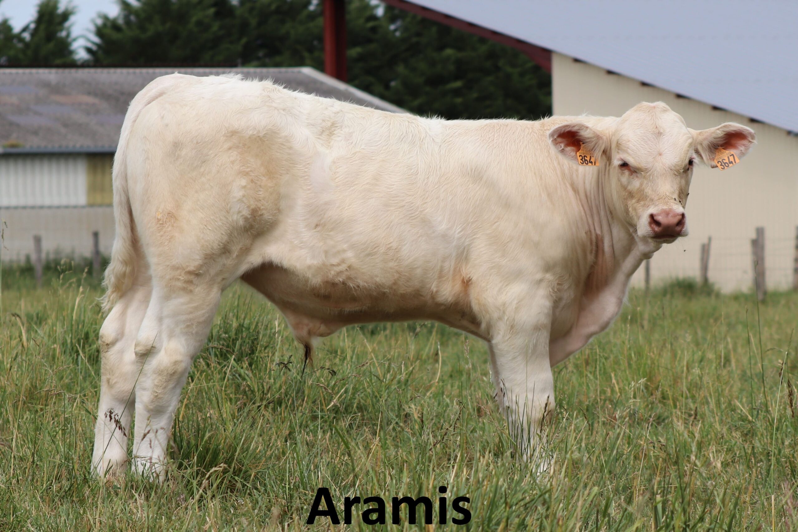 ARAMIS