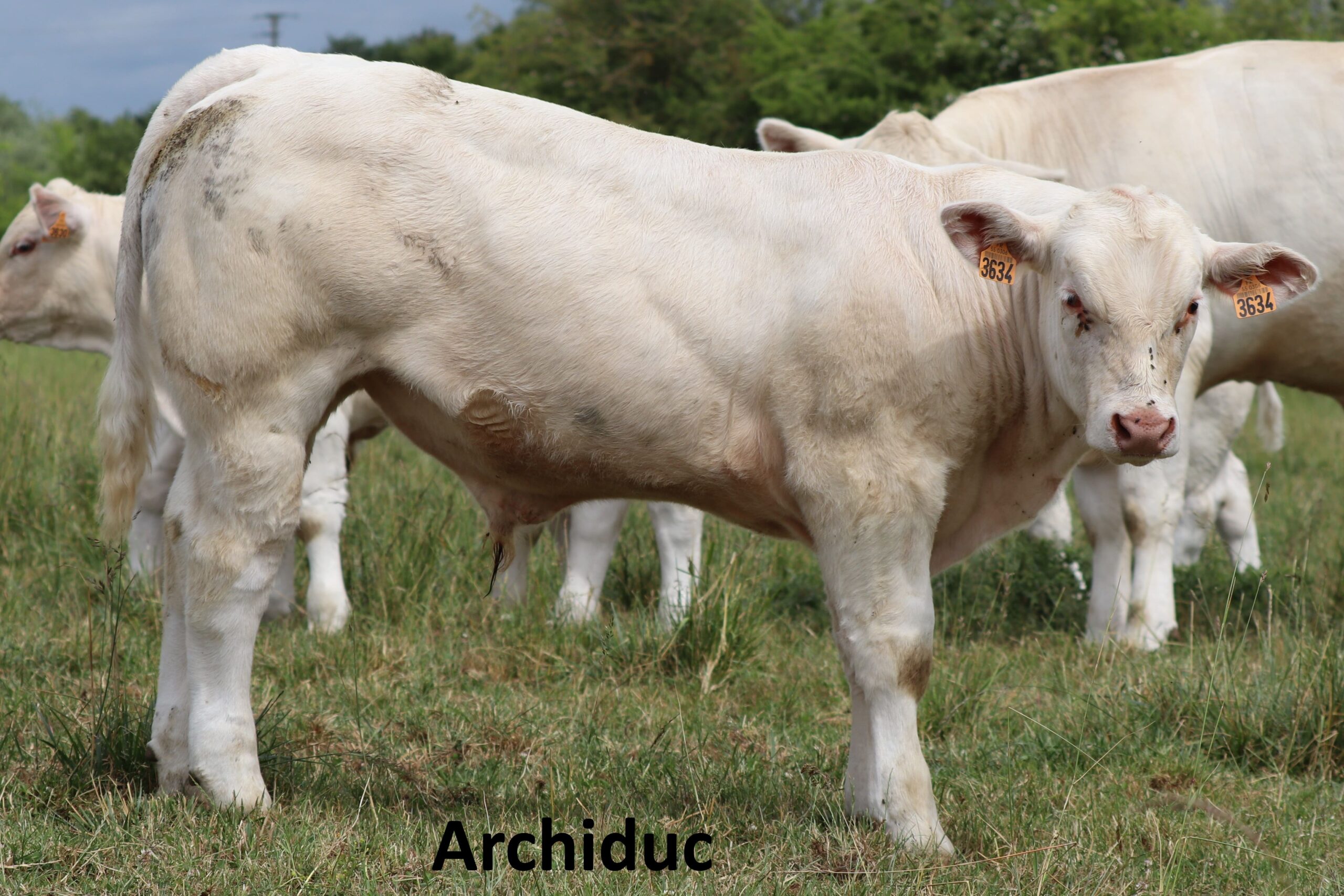 ARCHIDUC