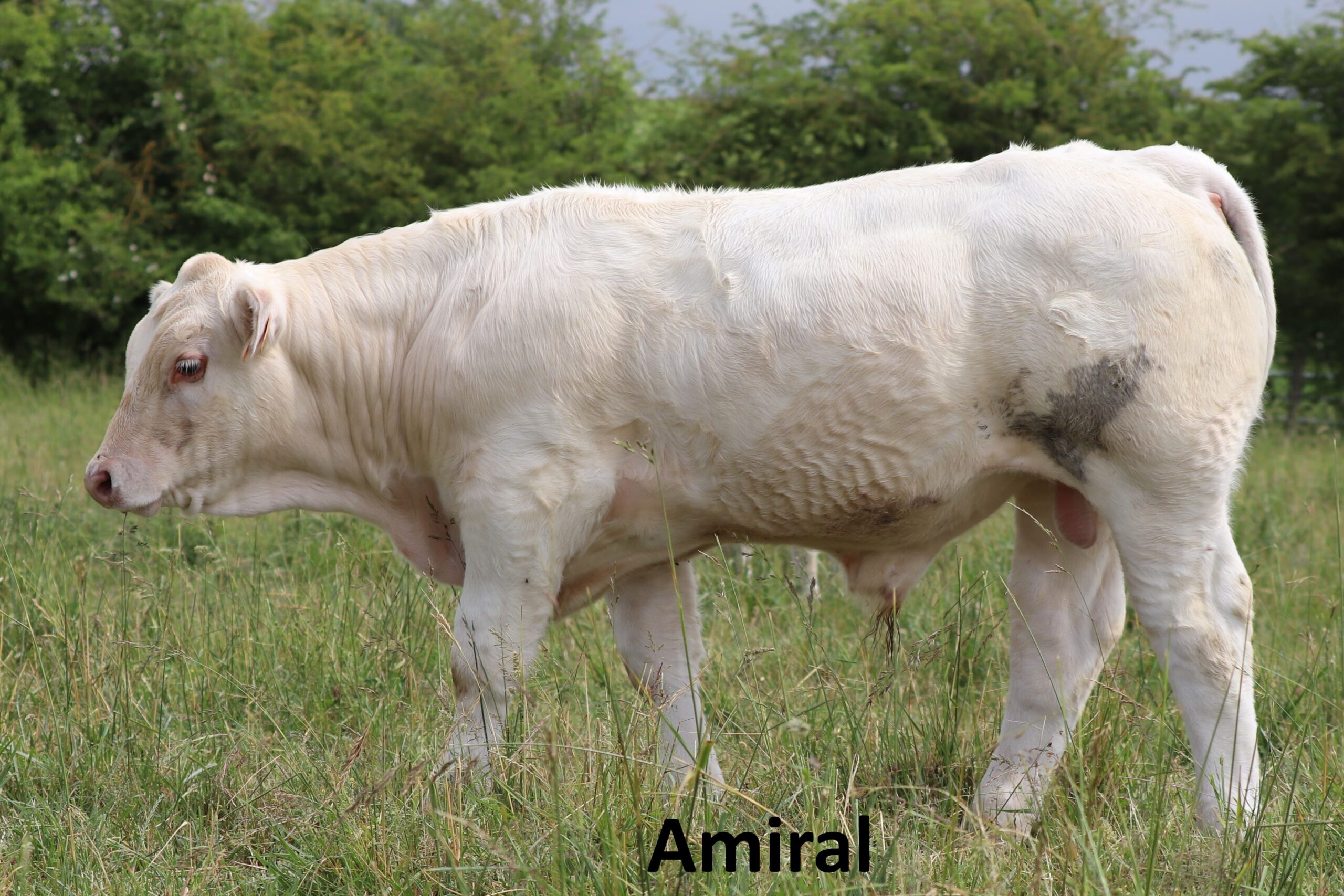 AMIRAL
