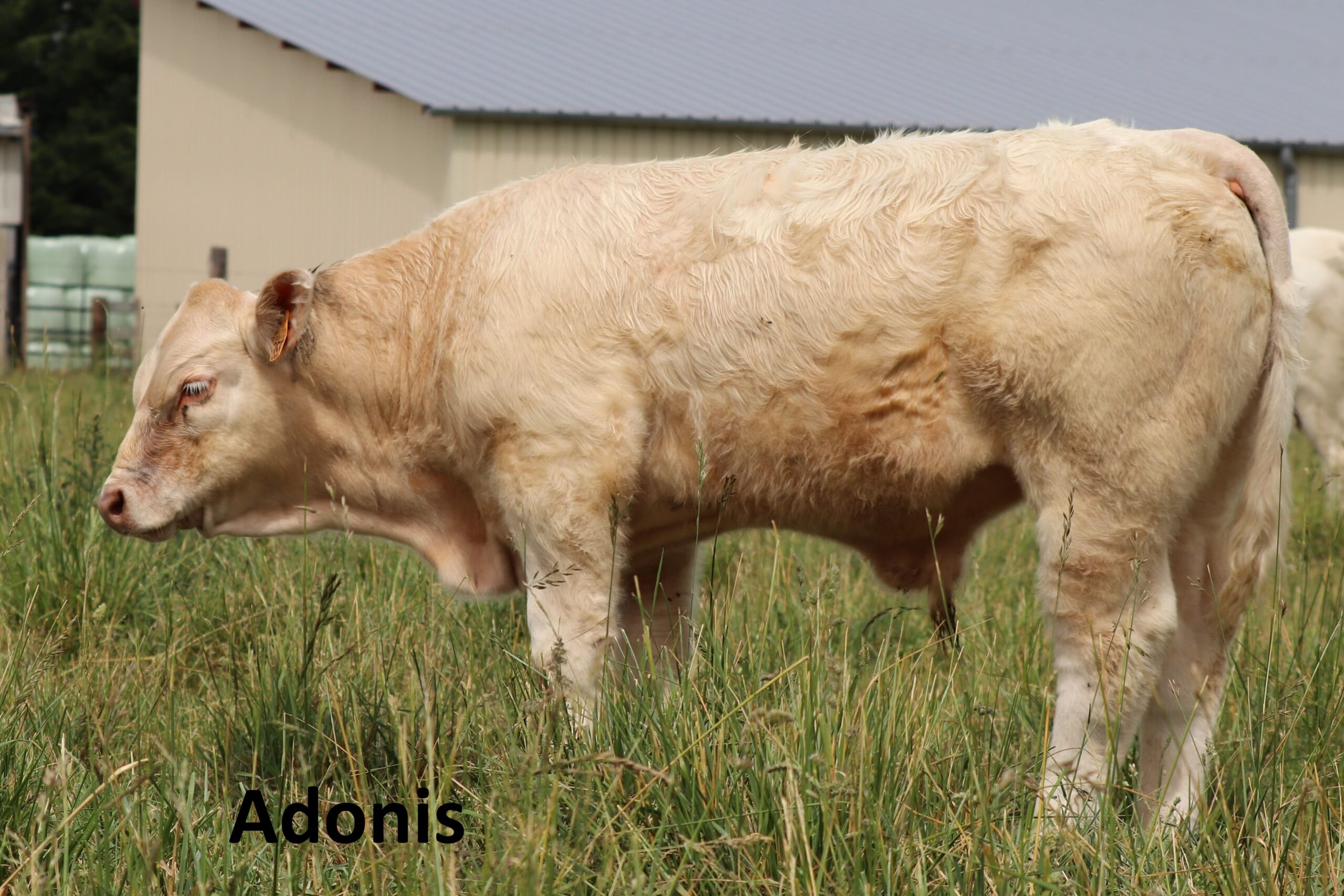 ADONIS