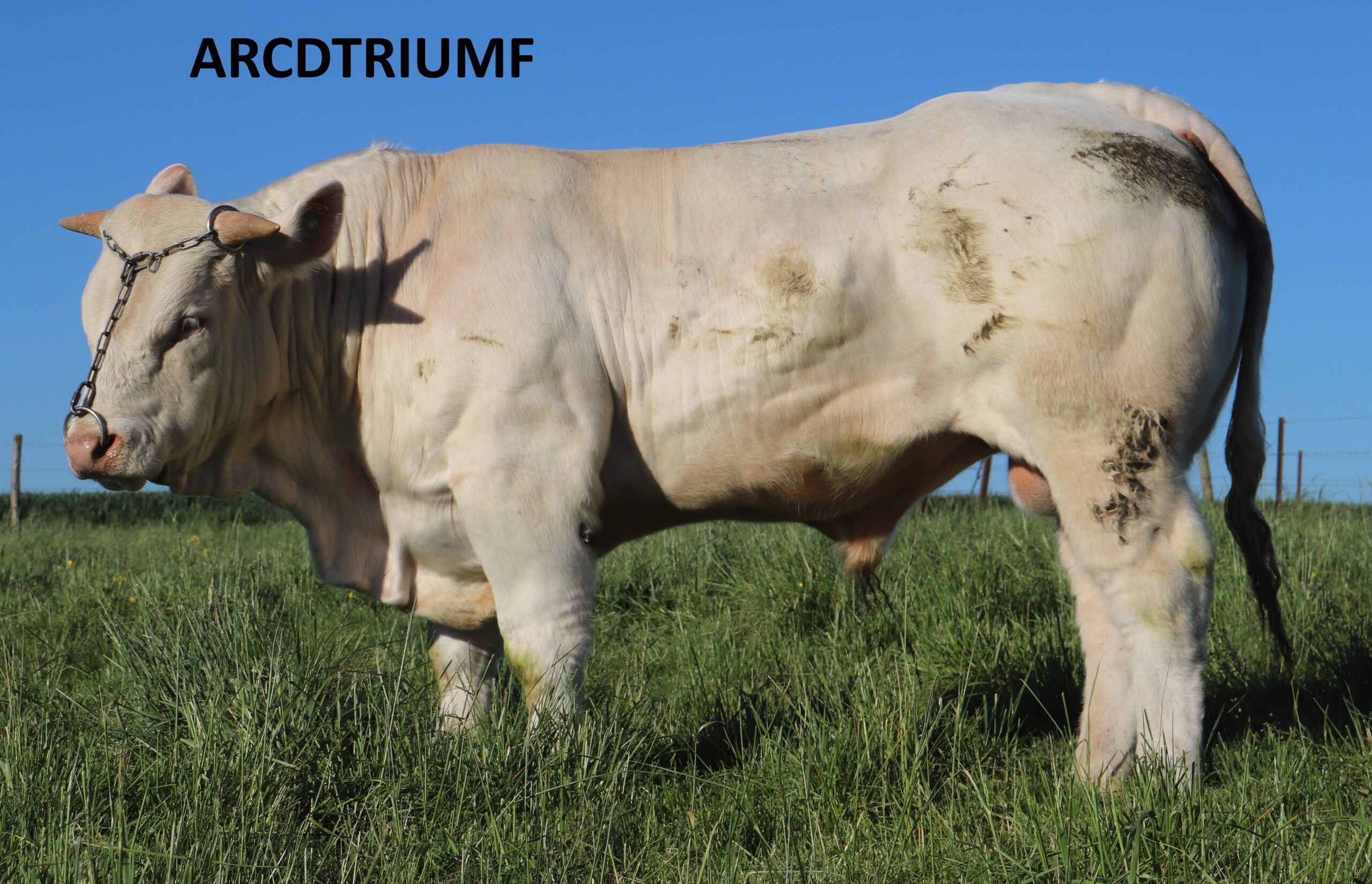 ARCDTRIUMF