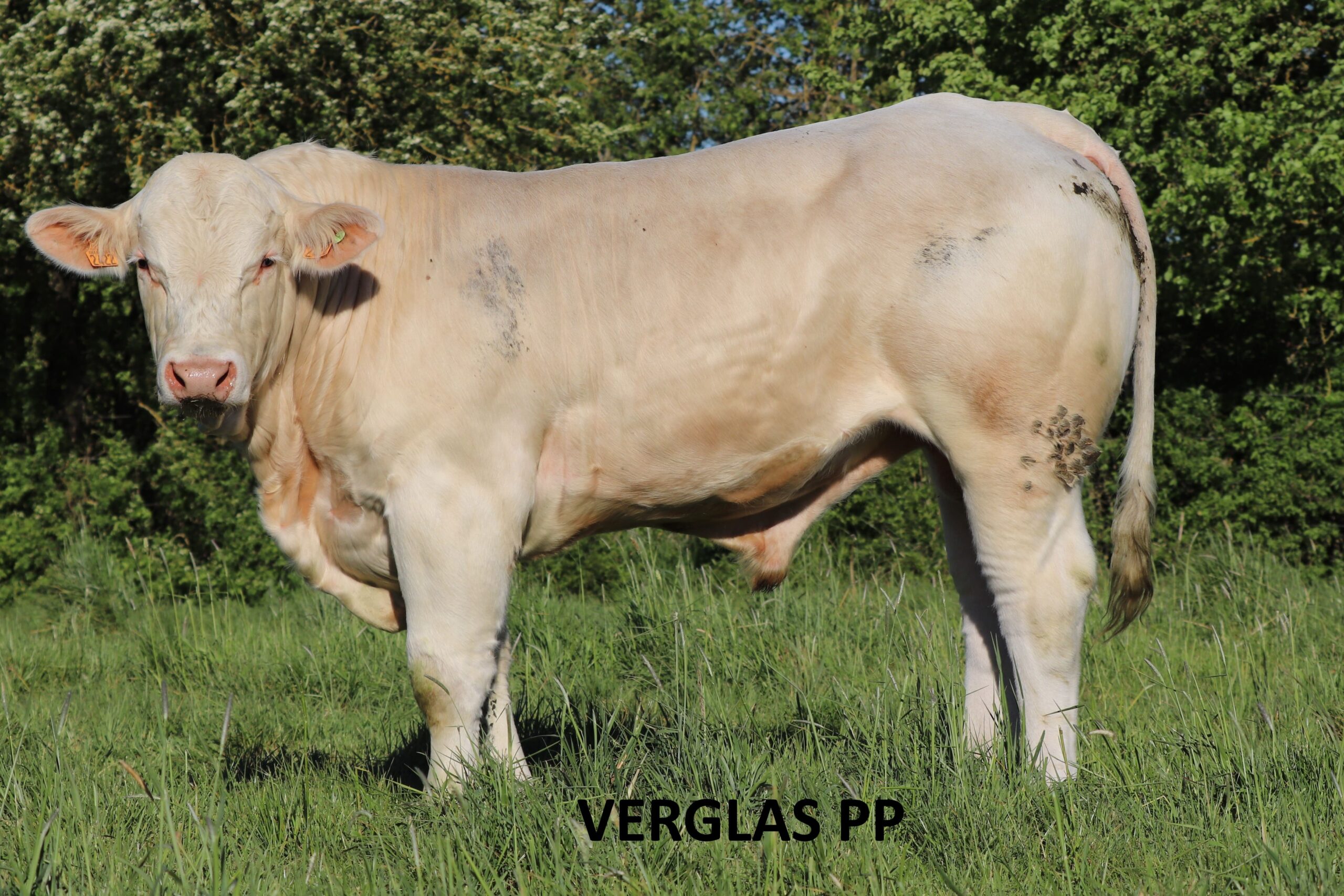 VERGLAS PP