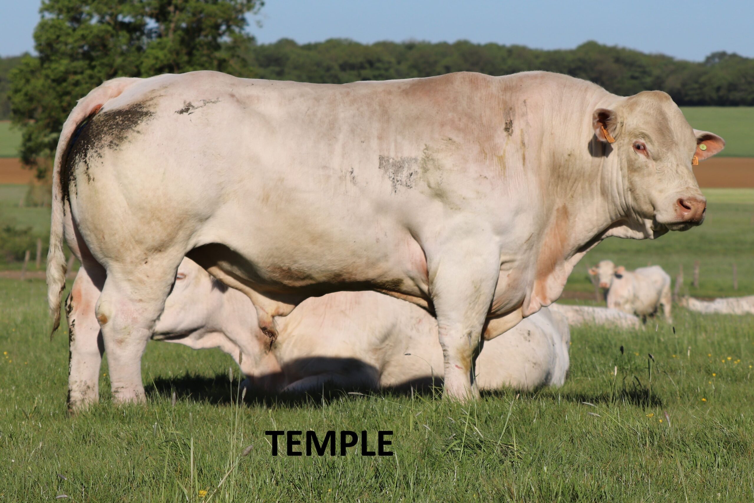 TEMPLE